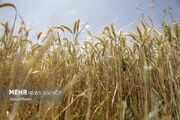 قیمت تضمینی گندم باید جهانی باشد