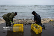 وقتی دریا مهربان می‌شود؛ سبدهای پر رونق ماهی در مازندران 