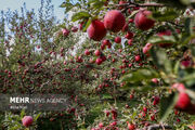 صدور شناسنامه برای باغات لرستان به بیش از ۲۰ هزار هکتار می‌رسد