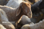 فاز نخست واحد پرورش گوسفند داشتی در سلطانیه افتتاح شد