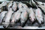 کرامتی: زنجان در بین استان‌های غیرساحلی رتبه پنجم تولید ماهی را دارد