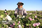 برداشت گل محمدی از مزارع روستای ولی آباد اسفراین