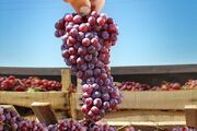 آغاز برداشت انگور یاقوتی در باغات کرمانشاه