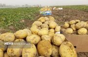 اینفوگرافیک؛ رتبه اول عجب‌شیر در تولید سیب زمینی بهاره آذربایجان‌شرقی