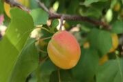 کاهش ۵۰ درصدی تولید زردآلو در شاهرود