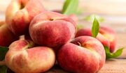 اینفوگرافیک؛ آغاز برداشت میوه های نوبرانه در خراسان شمالی
