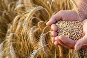 اینفوگرافیک؛ پیش‌بینی خرید ۱۸۰ هزار تن گندم در خراسان شمالی
