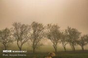 وزش باد و خیزش گرد و خاک در استان بوشهر