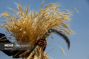 ۶۰ هزار تن گندم از کشاورزان استان بوشهر خریداری شد