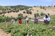 سومین جشنواره گلاب‌گیری در روستای «شرگه» برگزار شد
