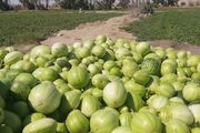 برداشت ۵ هزار تن خربزه در شاهرود