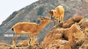 تشدید برخورد با شکار و فروش نوزادان حیات وحش در خراسان جنوبی
