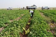 کشت جالیز در خراسان جنوبی به ۱۹۴۰ هکتار رسید