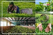 بهشتی: ۸۵۰۰ تُن برگ سبز چای در رودسر خریداری شد