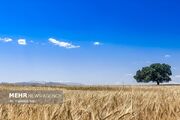 خرید ۱۹۰ هزار تن گندم تضمینی از کشاورزان ایلامی
