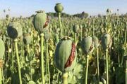 برخورد قاطع با کشت غیرمجاز خشخاش؛ از زارعان تا مسئولان متخلف
