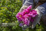 برداشت گل محمدی و گلاب‌گیری در زنجان