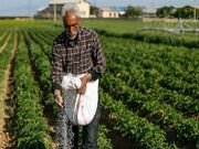 گل‌محمدی: تقویت کشاورزی دیم راهکار مقابله با بحران آب است