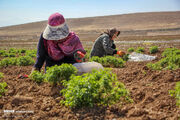 بهره برداری از ۳۳ طرح بخش کشاورزی در البرز