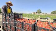 دست‌رنج کشاورزان در جیب دلالان؛ شکاف قیمت گوجه از مزرعه تا بازار