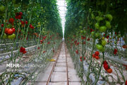 جهش کشاورزی کردستان با ۴۴ پروژه جدید