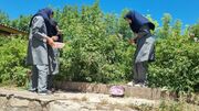 عطر گل و گلاب در مدارس کجور؛ معلم و دانش‌آموز هر دو باغبان شدند