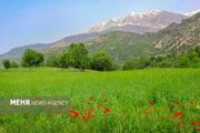 ۶۵۰ هزار هکتار از مراتع لرستان دارای طرح مرتع‌داری است