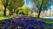 سرانه فضای سبز کاشان ۶۲ درصد کمتر از استانداردهای زیست محیطی است