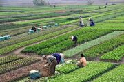 کشت قراردادی؛ نسخه نجات کشاورزی گلستان از بلاتکلیفی و هزینه‌های سنگین