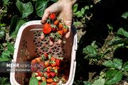 تولید ۱۰ هزار تن صیفی‌جات در دره‌شهر
