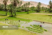 قصرقند؛ قطب تولید برنج سیستان و بلوچستان با دانش بومی مردم محلی