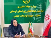 برداشت بیش از ۲۹۰۰ تن عدس در دیمزارهای لرستان