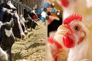 اصفهان مازاد تولید گوشت و لبنیات دارد؛ تامین نهاده‌ها مدیریت شد