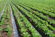 ۳۹ هزار هکتار در استان زنجان به کشت گیاهان علوفه‌ای اختصاص دارد