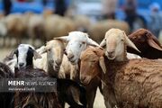 ایراندوست: تولید دام سبک در اصفهان با نژادهای پُربازده افزایش می‌یابد