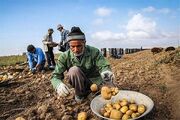 همدان آماده برداشت ۳۵۰ هزار تن سیب‌زمینی بهاره است