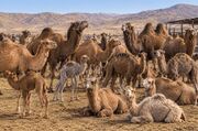تغییر اقلیم شترپروری را به اولویت دامداری آذربایجان شرقی تبدیل کرد