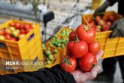 پیش‌بینی برداشت ۴۶۴ هزار تن گوجه‌فرنگی از مزارع قزوین