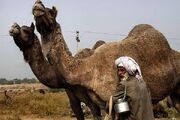 شتر؛ سرمایه سرگردان جنوب کرمان در دام دلالان