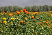 برگزاری روز دانه‌های روغنی گلرنگ و نخود دیم در بستان آباد
