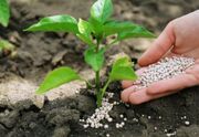 پرداخت مستقیم یارانه کود به کشاورزان گلستانی آغاز شد