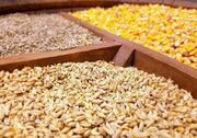 ۱۶۰۰ تن نهاده دامی میان عشایر آذربایجان غربی توزیع شد