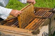عسل بلوچستان؛ گنجینه ارگانیک و قطب نوین اشتغال‌زایی در جنوب کشور