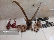 دستگیری شکارچی غیرمجاز با لاشه میش و بره وحشی در افتر سرخه