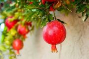 عملیات نوسازی و اصلاح ساختاری درختان در شهرستان اشکذر