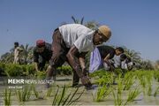 برندسازی راهکار ساماندهی بازار برنج مازندران است