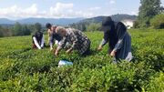 افزایش ۹ درصدی تولید برگ سبز چای در لاهیجان