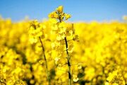 اینفوگرافیک؛ رتبه نخست خراسان شمالی در خرید تضمینی کاملینا
