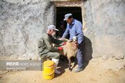  ۵ میلیون رأس دام در اصفهان واکسیناسیون شدند