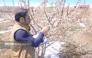 آغاز مدیریت آفات در تعدادی از زیستگاه‌ها